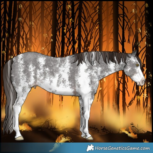 Horse Color:Liver Chestnut Sabino 
