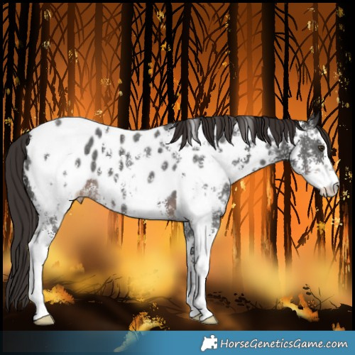 Horse Color:Liver Chestnut Sabino Near Leopard