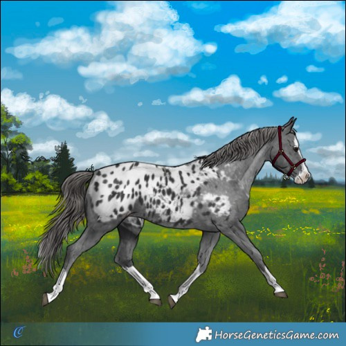 Horse Color:Black Splash Blanket