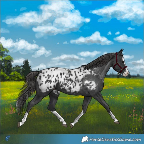 Horse Color:Black Splash Blanket