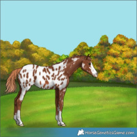 Horse Color:Chestnut Near Leopard 