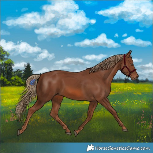 Horse Color:Chestnut 