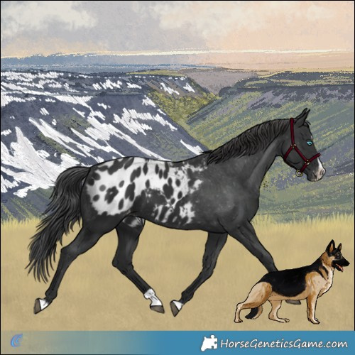 Horse Color:Black Splash Appaloosa