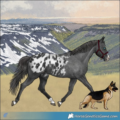Horse Color:Black Splash Blanket