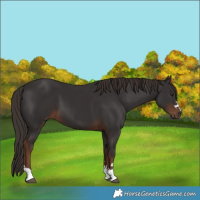 Horse Color:Liver Chestnut