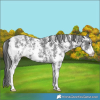 Horse Color:Liver Chestnut Sabino