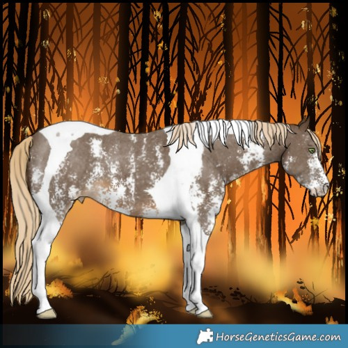 Horse Color:Chocolate Palomino Sabino Tobiano Varnish