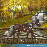 Horse Color:White Spotted Silver Brown 