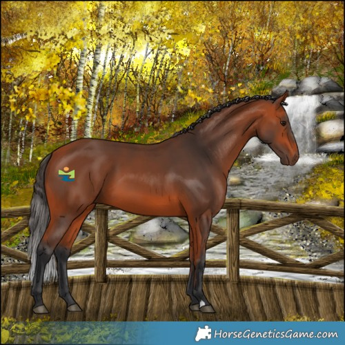 Horse Color:Bay 