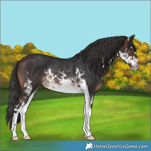 Horse Color:White Spotted Brown Rabicano 