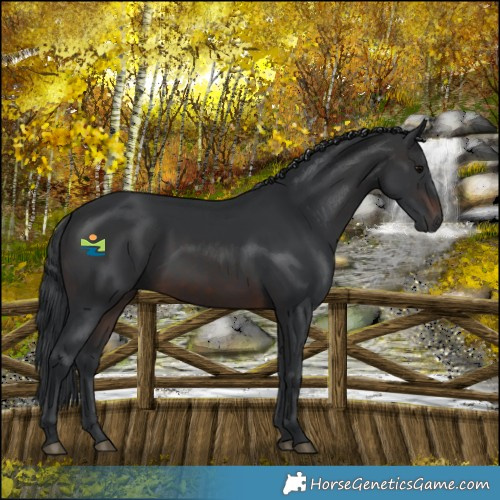 Horse Color:Brown 