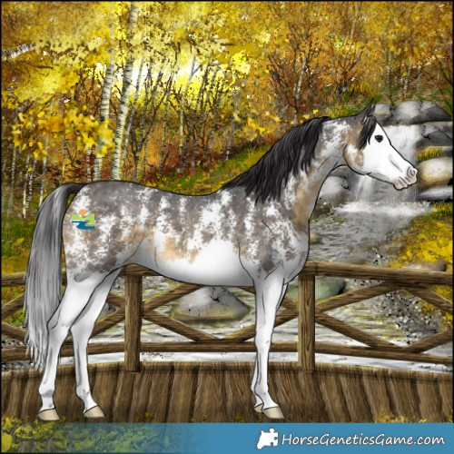 Horse Color:Buckskin Sabino Splash 