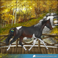 Horse Color:Brown Tobiano 