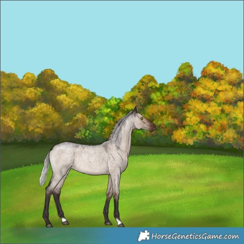 Horse Color:Silver Brown Roan Dun 
