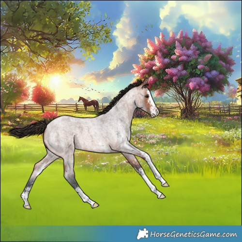 Horse Color:Bay Roan Sabino 