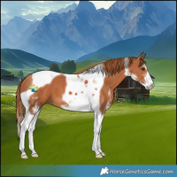 Horse Color:Chestnut Sabino Tobiano