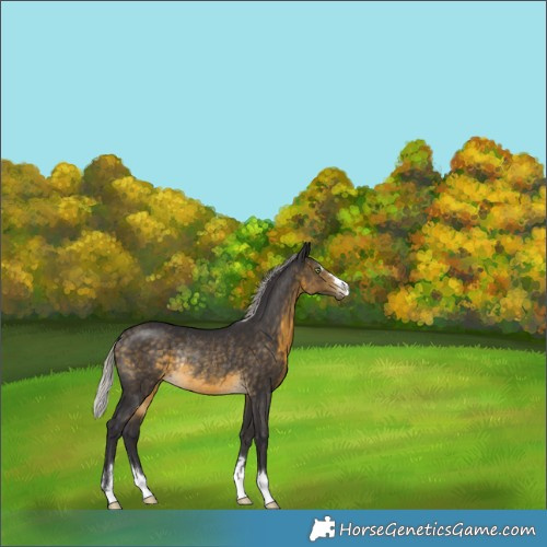 Horse Color:Silver Buckskin Rabicano