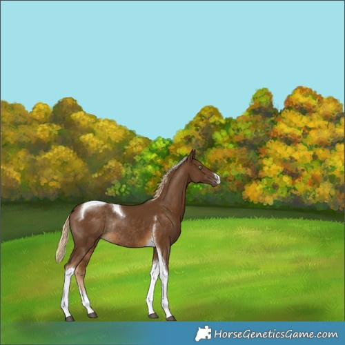 Horse Color:Chocolate Palomino Tobiano Rabicano