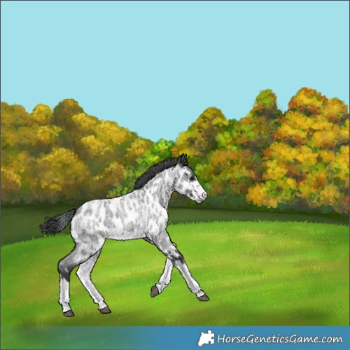 Horse Color:White Spotted Blue Roan Splash Frame Appaloosa 