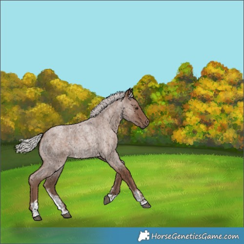 Horse Color:Silver Blue Roan Sabino 