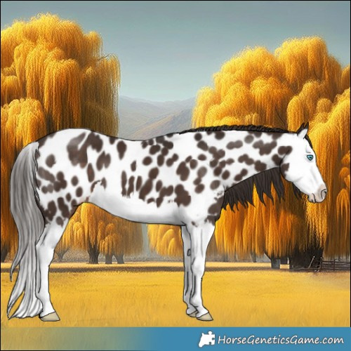 Horse Color:Liver Chestnut Splash Near Leopard 