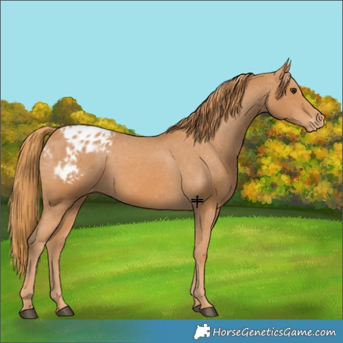 Horse Color:Chestnut Blanket 