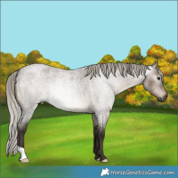 Horse Color:Gray Silver Brown Roan Dun
