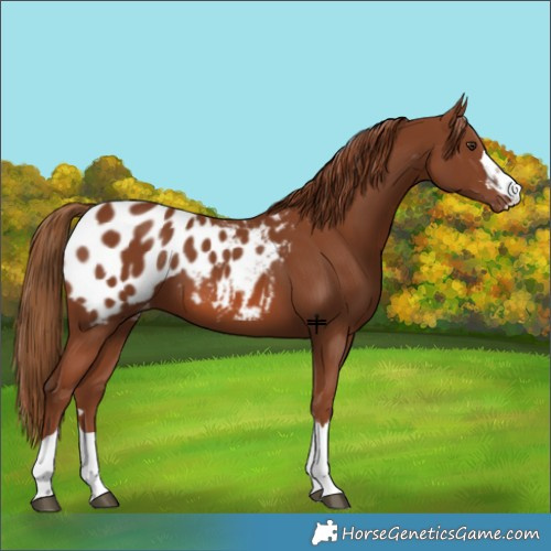 Horse Color:Chestnut Blanket 