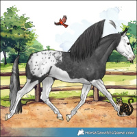 Horse Color:Black Splash Blanket 