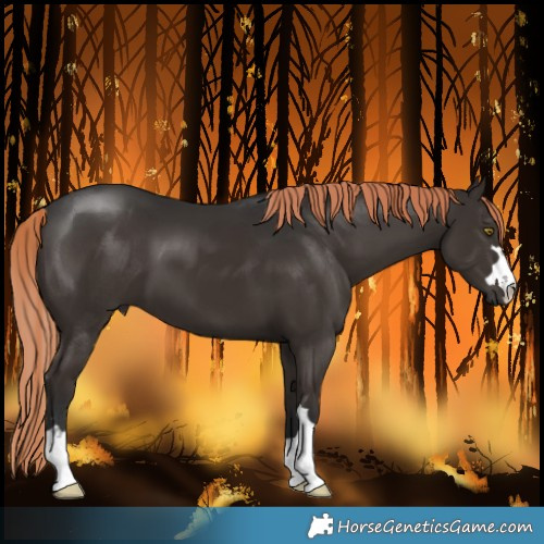 Horse Color:Liver Chestnut