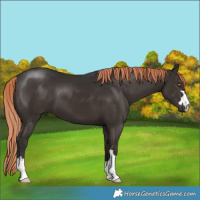 Horse Color:Liver Chestnut