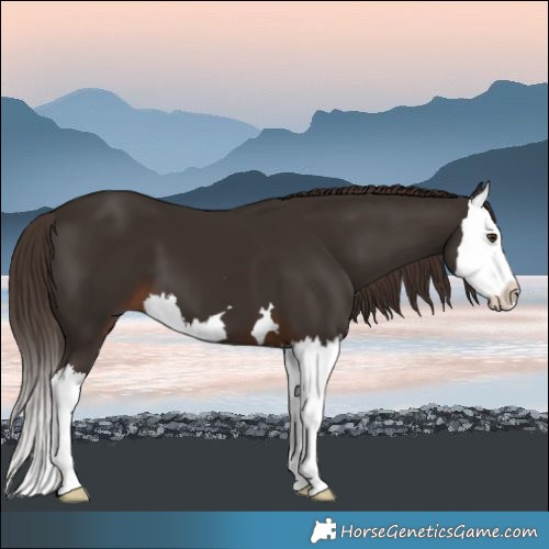 Horse Color:Liver Chestnut Splash 