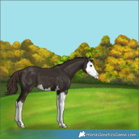 Horse Color:Liver Chestnut Splash 