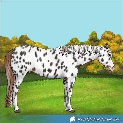 Horse Color:Liver Chestnut Leopard Rabicano