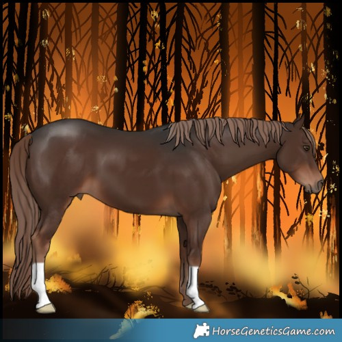 Horse Color:Liver Chestnut 