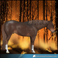 Horse Color:Liver Chestnut 