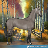 Horse Color:Gray Grullo 