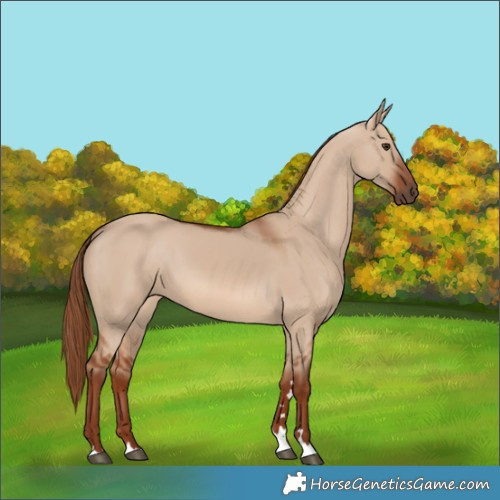 Horse Color:Red Dun