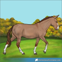 Horse Color:Red Dun 