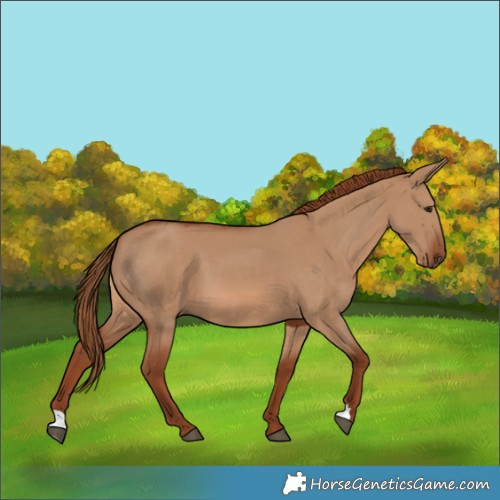 Horse Color:Red Dun