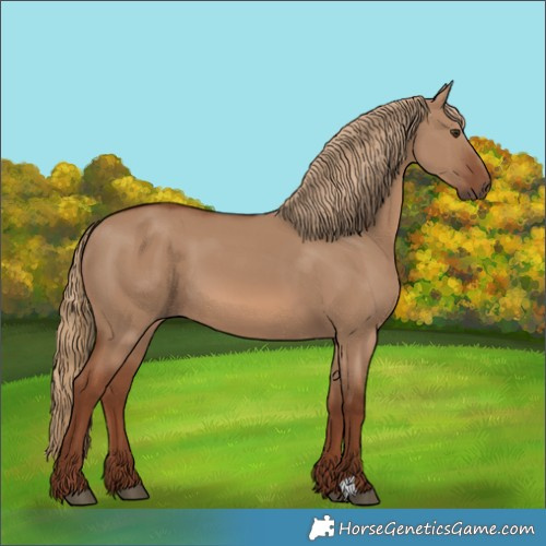 Horse Color:Red Dun 