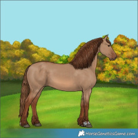 Horse Color:Red Dun 