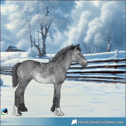 Horse Color:Brown Chinchilla Merle Tobiano 