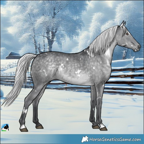 Horse Color:White Spotted Silver Black Chinchilla