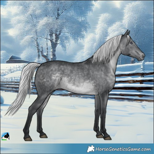 Horse Color:Silver Brown Chinchilla