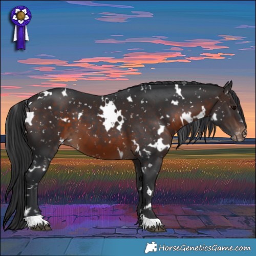 Horse Color:White Spotted Brown Appaloosa 