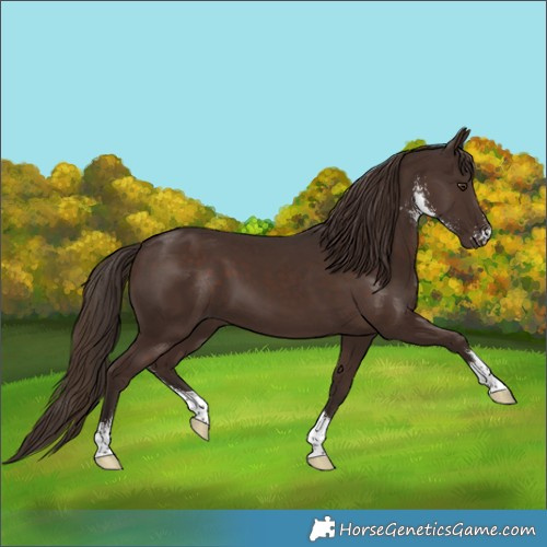 Horse Color:Liver Chestnut Sabino