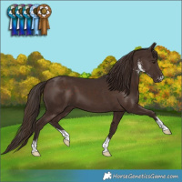 Horse Color:Liver Chestnut Sabino 
