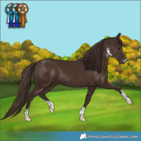 Horse Color:Liver Chestnut Sabino