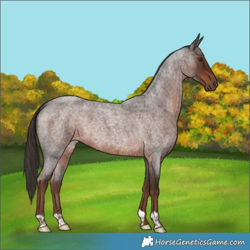 Horse Color:Liver Red Roan
